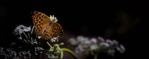 Preview wallpaper silver-washed fritillary, butterfly, macro, flowers, darkness