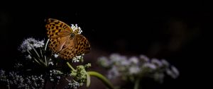 Preview wallpaper silver-washed fritillary, butterfly, macro, flowers, darkness