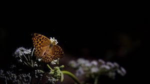 Preview wallpaper silver-washed fritillary, butterfly, macro, flowers, darkness