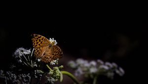 Preview wallpaper silver-washed fritillary, butterfly, macro, flowers, darkness