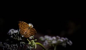 Preview wallpaper silver-washed fritillary, butterfly, macro, flowers, darkness