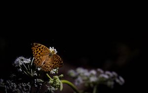 Preview wallpaper silver-washed fritillary, butterfly, macro, flowers, darkness