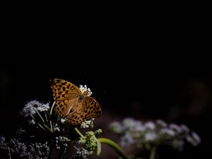 Preview wallpaper silver-washed fritillary, butterfly, macro, flowers, darkness