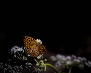 Preview wallpaper silver-washed fritillary, butterfly, macro, flowers, darkness