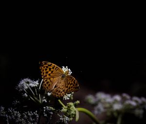 Preview wallpaper silver-washed fritillary, butterfly, macro, flowers, darkness