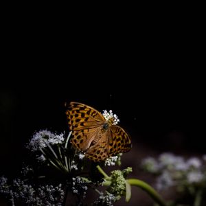 Preview wallpaper silver-washed fritillary, butterfly, macro, flowers, darkness