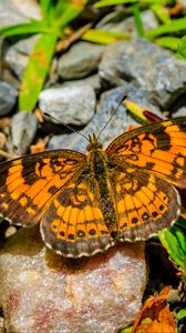 Preview wallpaper silvery checkerspot, butterfly, insect, stones, macro, orange, green