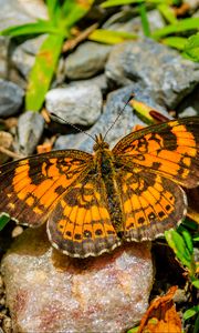 Preview wallpaper silvery checkerspot, butterfly, insect, stones, macro, orange, green