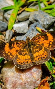 Preview wallpaper silvery checkerspot, butterfly, insect, stones, macro, orange, green