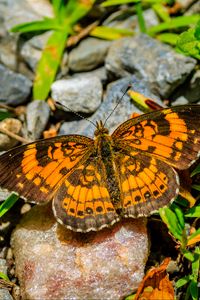 Preview wallpaper silvery checkerspot, butterfly, insect, stones, macro, orange, green