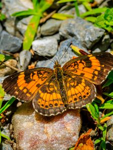 Preview wallpaper silvery checkerspot, butterfly, insect, stones, macro, orange, green