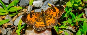 Preview wallpaper silvery checkerspot, butterfly, insect, stones, macro, orange, green