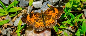 Preview wallpaper silvery checkerspot, butterfly, insect, stones, macro, orange, green