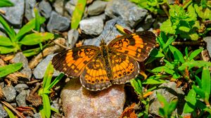 Preview wallpaper silvery checkerspot, butterfly, insect, stones, macro, orange, green