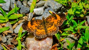 Preview wallpaper silvery checkerspot, butterfly, insect, stones, macro, orange, green