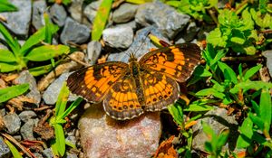 Preview wallpaper silvery checkerspot, butterfly, insect, stones, macro, orange, green
