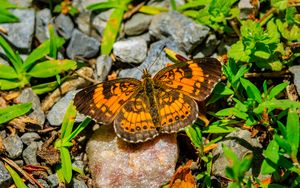 Preview wallpaper silvery checkerspot, butterfly, insect, stones, macro, orange, green