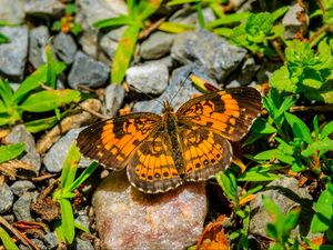 Preview wallpaper silvery checkerspot, butterfly, insect, stones, macro, orange, green