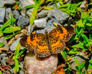 Preview wallpaper silvery checkerspot, butterfly, insect, stones, macro, orange, green