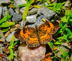 Preview wallpaper silvery checkerspot, butterfly, insect, stones, macro, orange, green