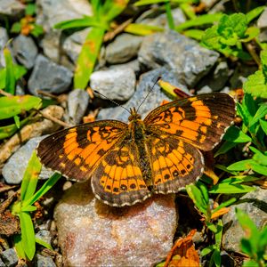 Preview wallpaper silvery checkerspot, butterfly, insect, stones, macro, orange, green