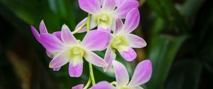 Preview wallpaper singapore orchid, orchid, flowers