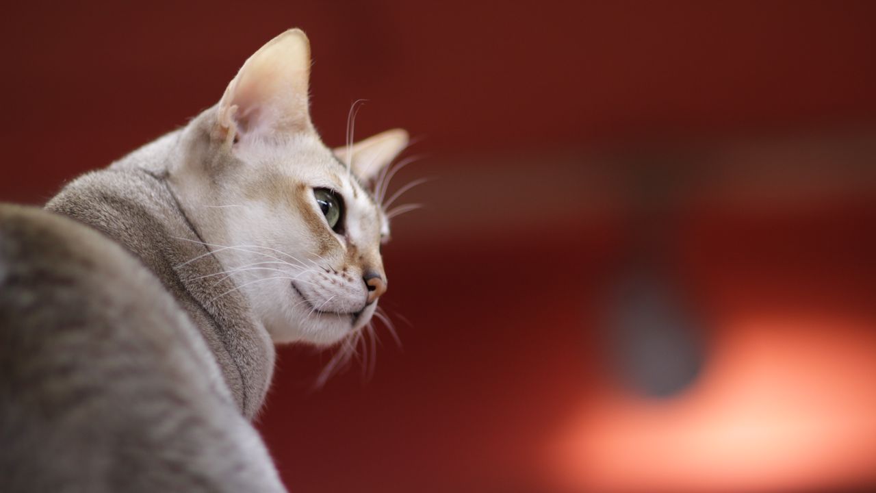 Wallpaper singapura cat, muzzle, color, breed