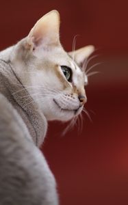Preview wallpaper singapura cat, muzzle, color, breed