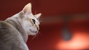 Preview wallpaper singapura cat, muzzle, color, breed