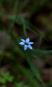 Preview wallpaper sisyrinchium angustifolium, flower, petals, blur