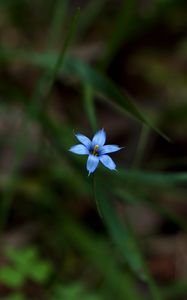 Preview wallpaper sisyrinchium angustifolium, flower, petals, blur