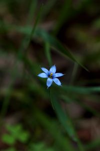 Preview wallpaper sisyrinchium angustifolium, flower, petals, blur