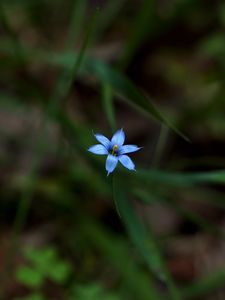 Preview wallpaper sisyrinchium angustifolium, flower, petals, blur