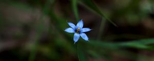 Preview wallpaper sisyrinchium angustifolium, flower, petals, blur