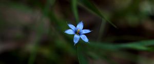 Preview wallpaper sisyrinchium angustifolium, flower, petals, blur