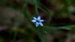 Preview wallpaper sisyrinchium angustifolium, flower, petals, blur