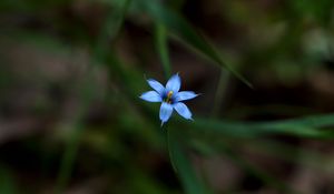 Preview wallpaper sisyrinchium angustifolium, flower, petals, blur