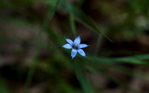 Preview wallpaper sisyrinchium angustifolium, flower, petals, blur