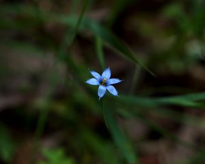 Preview wallpaper sisyrinchium angustifolium, flower, petals, blur