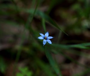 Preview wallpaper sisyrinchium angustifolium, flower, petals, blur