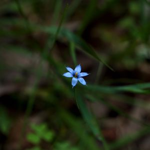 Preview wallpaper sisyrinchium angustifolium, flower, petals, blur