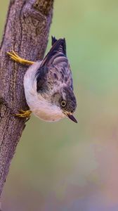 Preview wallpaper sitella, bird, wildlife, tree, bark