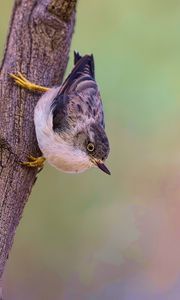 Preview wallpaper sitella, bird, wildlife, tree, bark