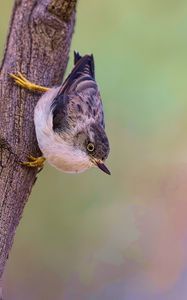 Preview wallpaper sitella, bird, wildlife, tree, bark