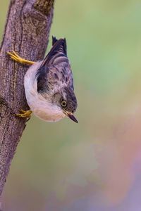 Preview wallpaper sitella, bird, wildlife, tree, bark