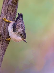 Preview wallpaper sitella, bird, wildlife, tree, bark