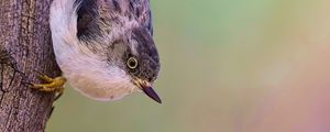 Preview wallpaper sitella, bird, wildlife, tree, bark