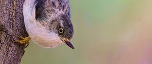 Preview wallpaper sitella, bird, wildlife, tree, bark