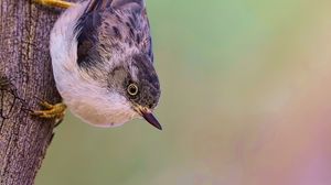 Preview wallpaper sitella, bird, wildlife, tree, bark