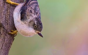 Preview wallpaper sitella, bird, wildlife, tree, bark